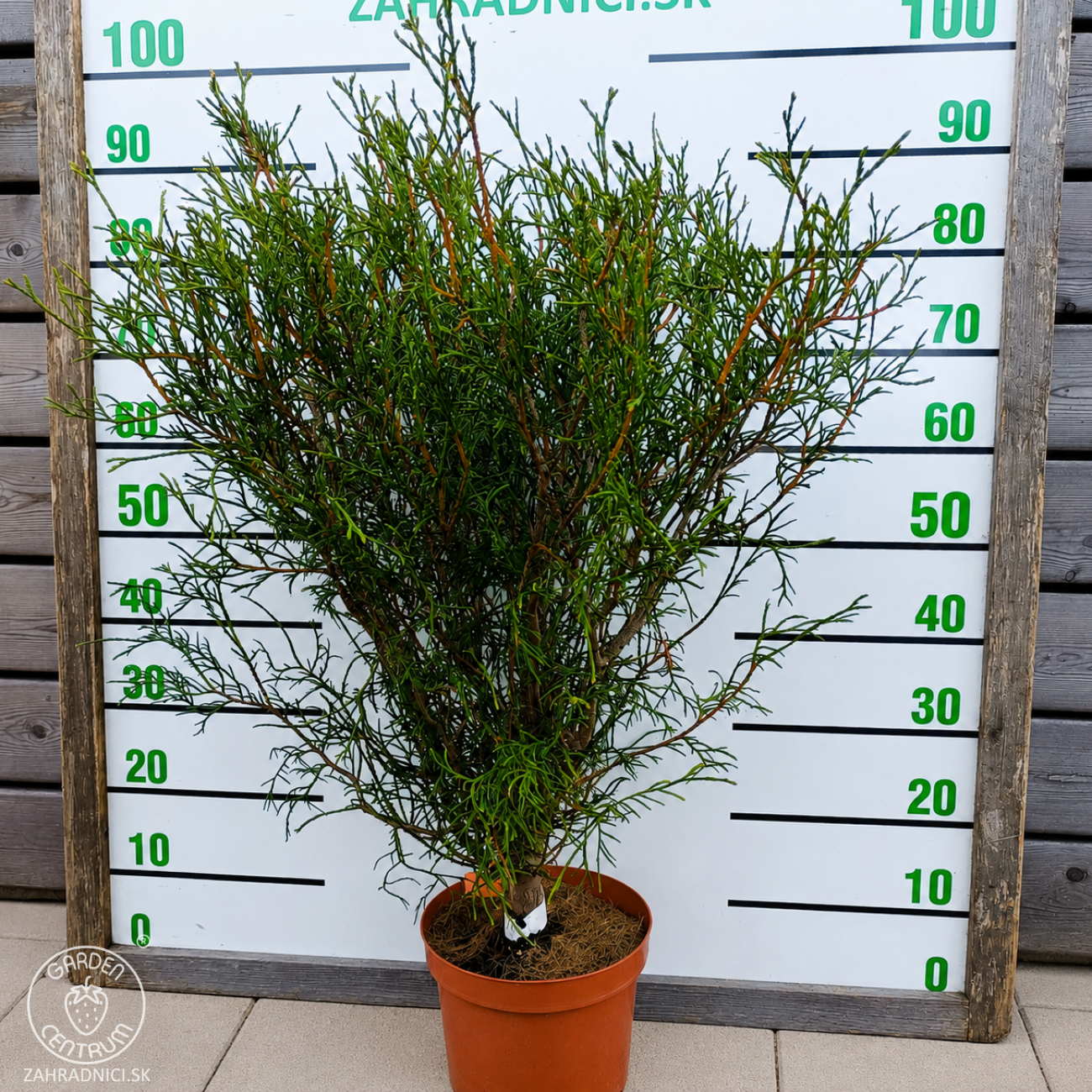 Obrázok Tuja západná (Thuja occidentalis) ´OHLENDORFII´ - výška 80-100 cm, kont. C5L